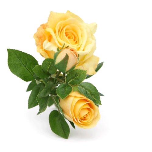 66 cm-es 3 Bimbós Sárga Selyem Rózsa – Élethű Műrózsa Ág Dekorációhoz