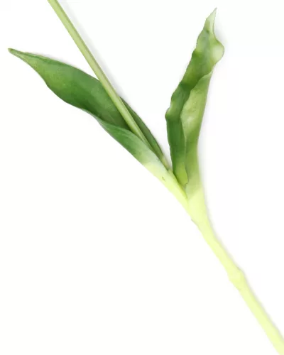 Gumi Tulipán szálas 40 cm - Fehér