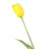 Gumi Tulipán szálas 40 cm - Sárga