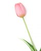 Gumi Tulipán szálas 40 cm - Mályva