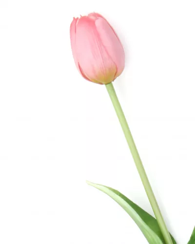 Gumi Tulipán szálas 40 cm - Mályva