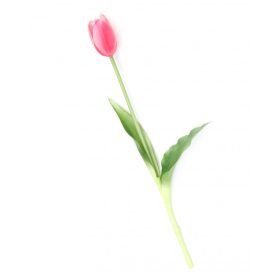 Gumi Tulipán szálas 40 cm - Pink