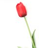 Gumi Tulipán szálas 40 cm - Piros