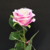 Mesterséges Rózsa Üvegbúrában - Ledes - 17 cm, Fehér-rózsaszín
