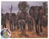 5D Gyémántfestés 50 x 65 cm - Elefántok