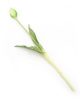 Gumi Tulipán szálas 39 cm - Zöld