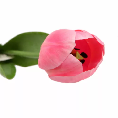 Prémium 56 cm-es rózsaszín műtulipán – vastag, stabil szilikon gumi dekor virág lakásba és rendezvényekre