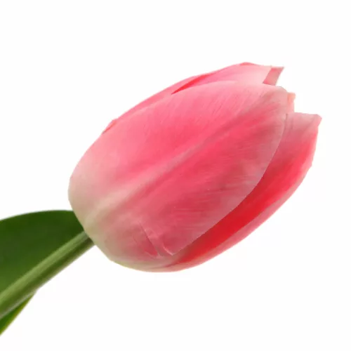 Prémium 56 cm-es rózsaszín műtulipán – vastag, stabil szilikon gumi dekor virág lakásba és rendezvényekre