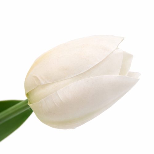 Prémium 56 cm-es fehér műtulipán – vastag, stabil szilikon gumi dekor virág otthonra és rendezvényre