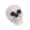 Halloween dekor koponya – 12 cm, élethű koponya dísz