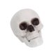 Halloween dekor koponya – 12 cm, élethű koponya dísz