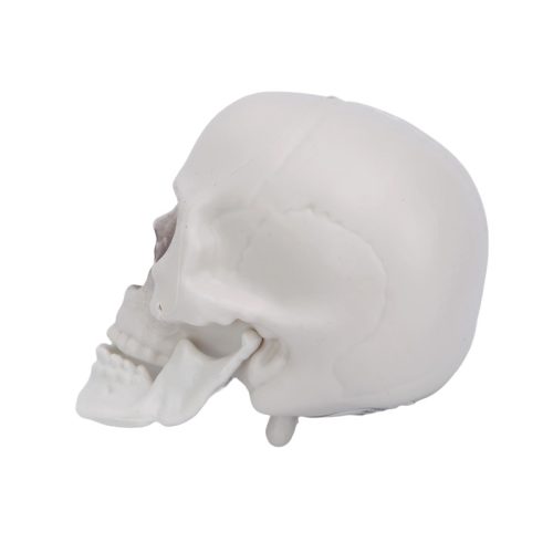 Halloween dekor koponya – 12 cm, élethű koponya dísz